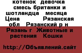 котенок (девочка) смесь британки и шотландца 2 месяца  › Цена ­ 2 000 - Рязанская обл., Рязанский р-н, Рязань г. Животные и растения » Кошки   